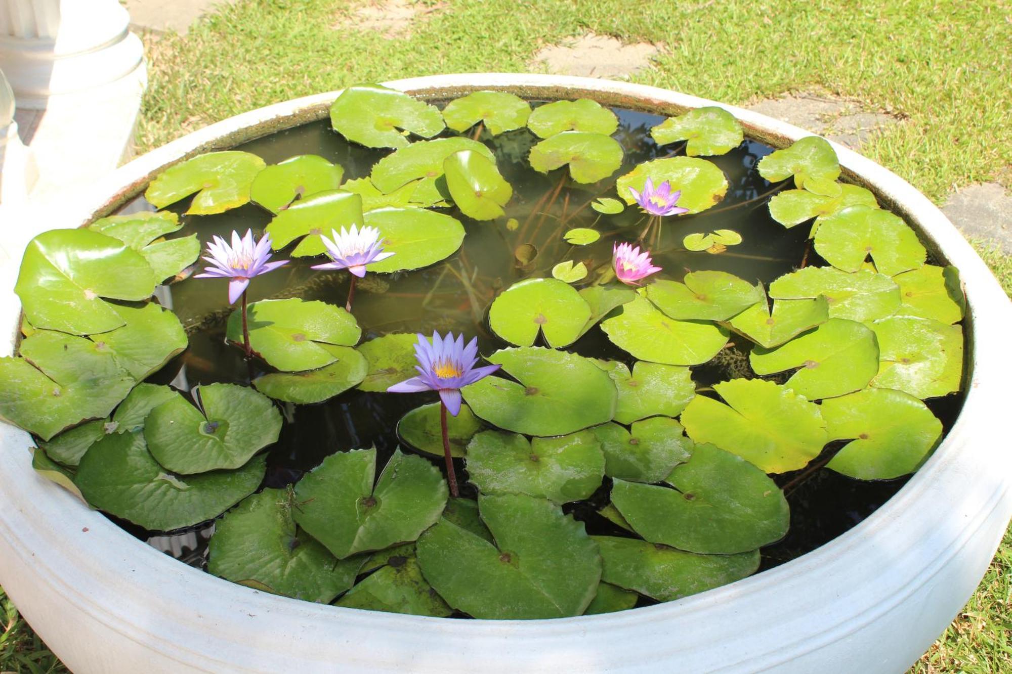 White Elephant Resort Surin Ngoại thất bức ảnh