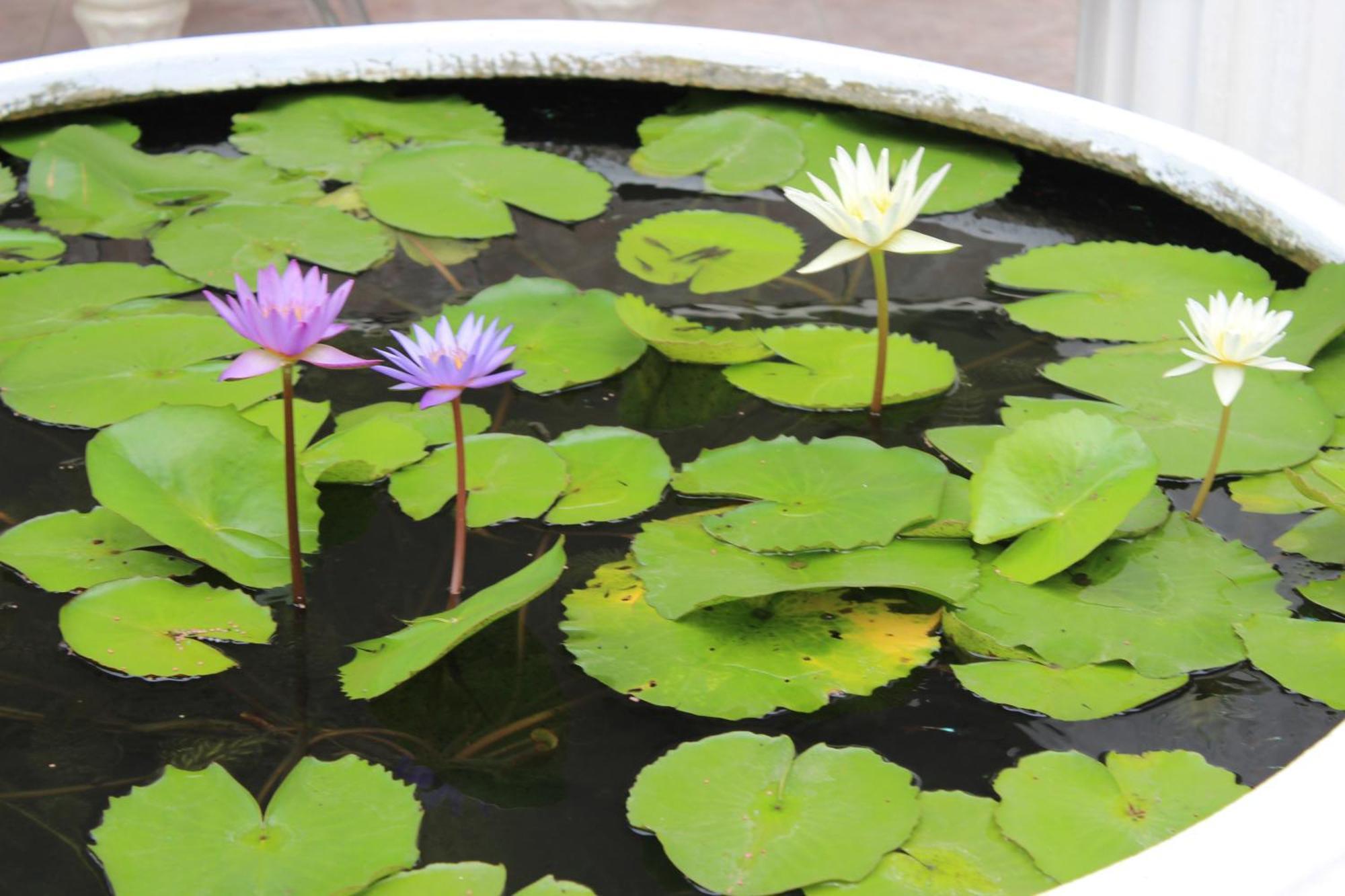 White Elephant Resort Surin Ngoại thất bức ảnh